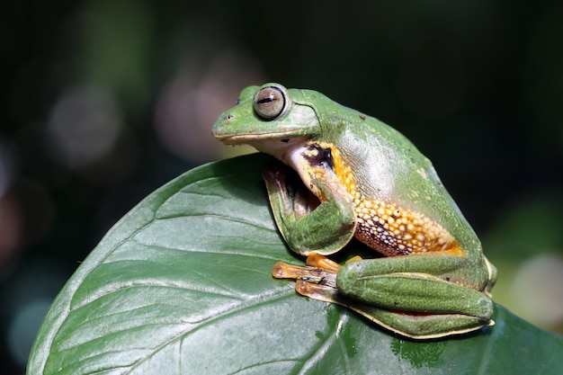 Javan Tree Frog on a Leaf – Free Stock Photo, Download Free Stock Photo