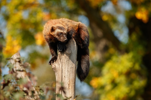 Majestic Wolverine Clinging to a Tree Amidst Vibrant Nature – Free Download