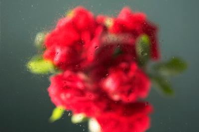 Beautiful Flowers Behind Humidity Glass – Free Download