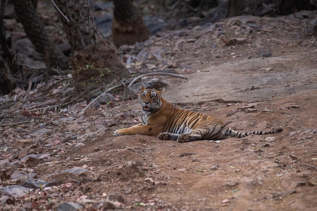 Tiger in Its Natural Habitat – Free Stock Photo, Download Free Stock Photo