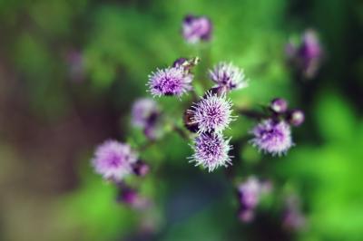 Overhead Shot of a Spear Thistle – Free Stock Photo for Download