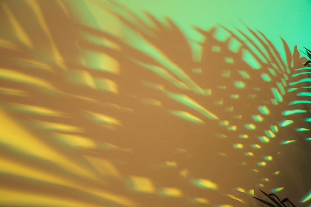 Beautiful Shadow of Palm Leaves on Green Backdrop – Free Download