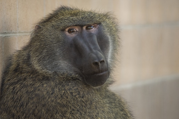 Closeup Shot of a Baboon Looking at the Camera – Free Stock Photo