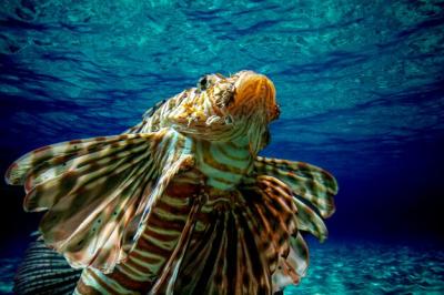 Close-up of Fish Swimming in Sea – Free Stock Photo for Download