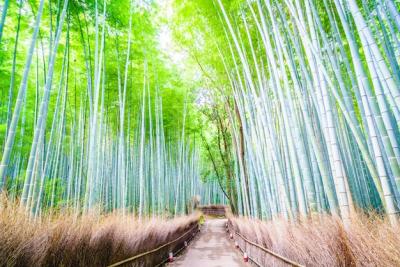 Bamboo Forest – Free Stock Photos for Enhancing Your Projects, Download Free Stock Photo