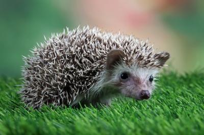 Cute Baby Hedgehog Closeup on Grass – Free Stock Photo for Download