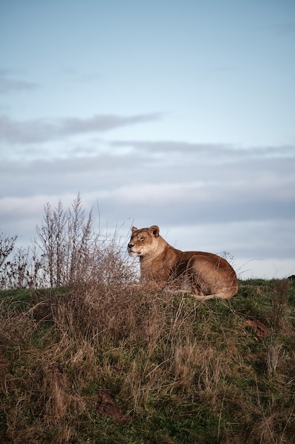 Vertical Closeup of a Female Lion in a Valley Under Dark Cloudy Sky – Free Stock Photo, Download for Free