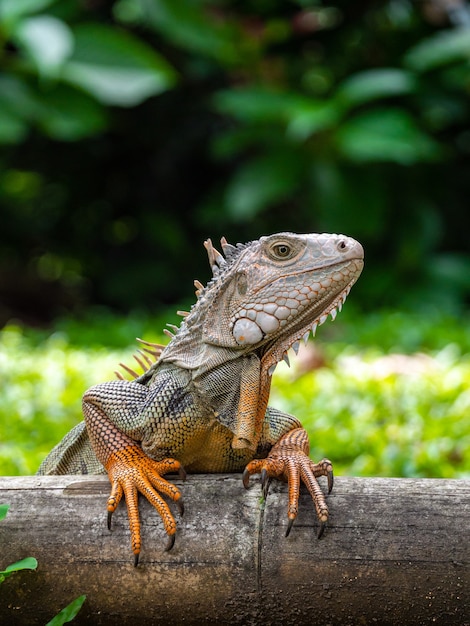 A Lizard Standing on Wood in the Garden – Free Stock Photo, Download Free