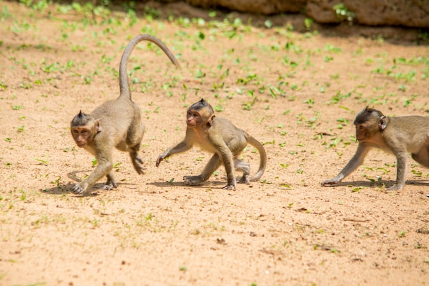 Baby Macaque Monkeys Playing and Chasing Each Other – Free Stock Photo for Download