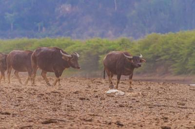 Brown Buffalos Walking on Rocky Land Next to Doi Tao Lake, Thailand – Free Stock Photo for Download