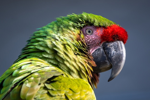 Closeup Shot of a Colorful Macaw Parrot on Grey Background – Free Download