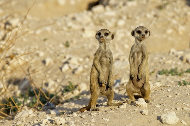 Cute Meerkats in a Desert Landscape – Free Download