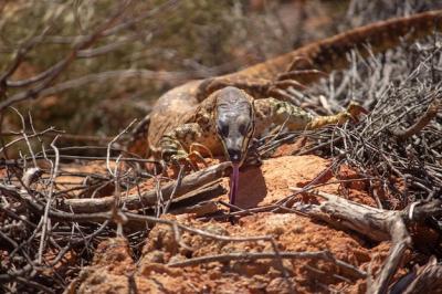 Sand Goanna Closeup Crawling on Rocks Under Sunlight – Free Stock Photo, Download for Free