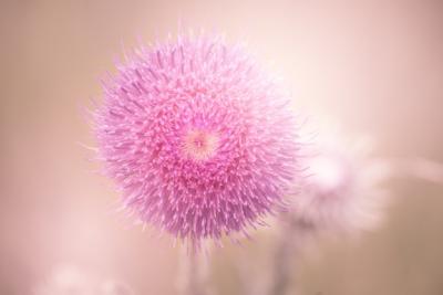 Beautiful Closeup of a Pink Mimosa Flower – Free Download