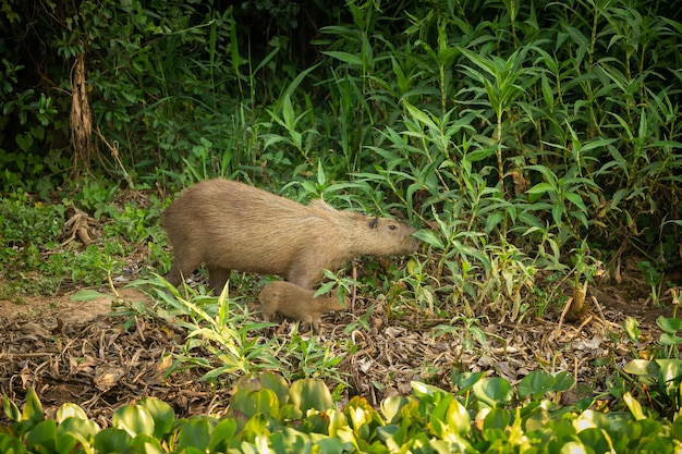 Capybara in its Natural Habitat – South America’s Largest Rodent | Free Stock Photo Download