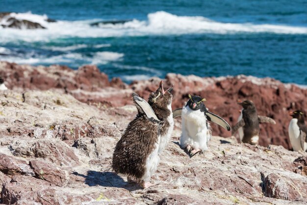 Rockhopper – Free Stock Photo, Download for Free