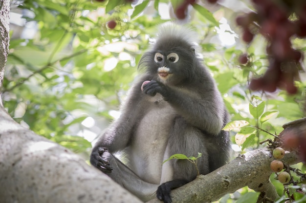 Brown Monkey Sitting on Tree Branch – Free Stock Photo, Download for Free