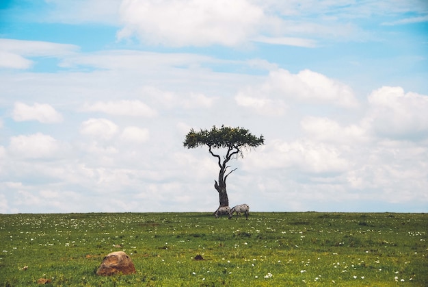 Wide Shot of a Stunning Isolated Tree with Grazing Zebras – Free Download