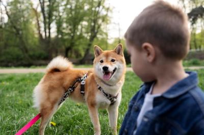 Cute Shiba Inu Pet with Family: Free Stock Photo for Download