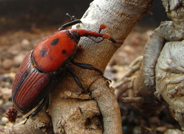 Closeup Shot of a Red Palm Weevil on Wood in Maltese Islands – Free Stock Photo Download