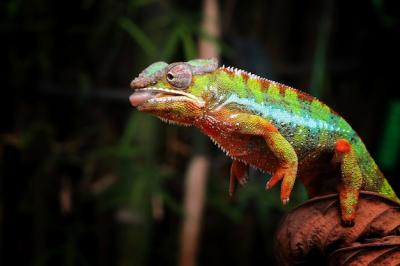 Stunning Panther Chameleon on Branch – Free Download