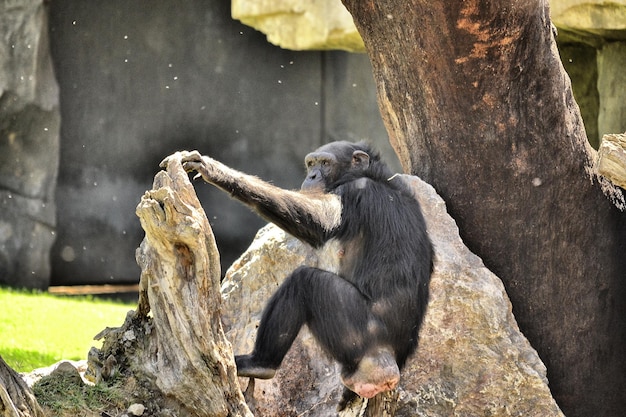 Monkey Sitting on Tree Trunk – Free Stock Photo for Download