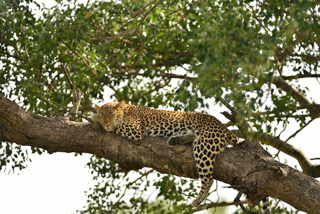 Magnificent African Leopard on a Tree Branch – Free Stock Photo, Download Free