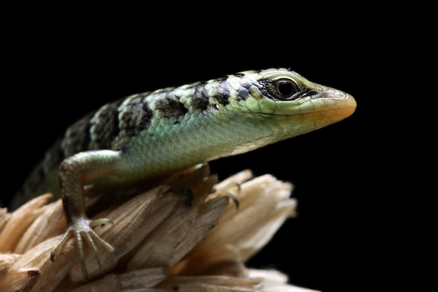 Baby Olive Tree Skink (Dasia olivacea) on Wood – Free Stock Photo, Download for Free