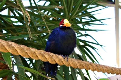 Blue Bird Perched on Thick Rope Surrounded by Tropical Trees – Free Download