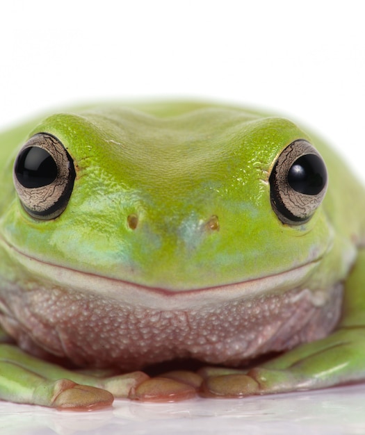 Close-Up of a Frog – Free Stock Photo, Download Free