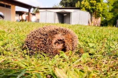 European Hedgehog Mammal Animal – Free Stock Photo for Download