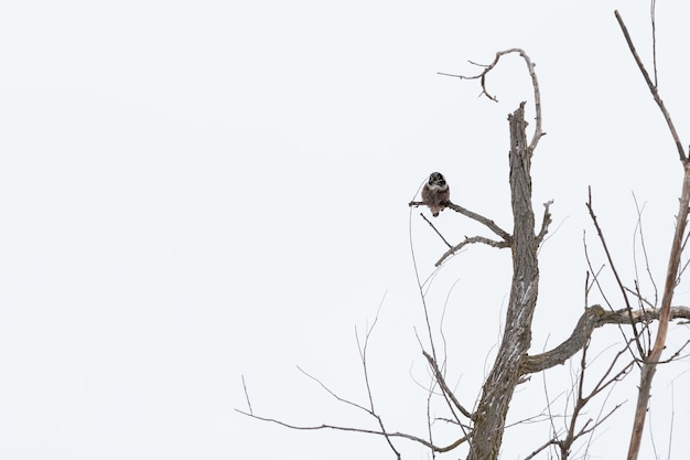 Owl on a Tree Branch in Winter – Free Stock Photo for Download