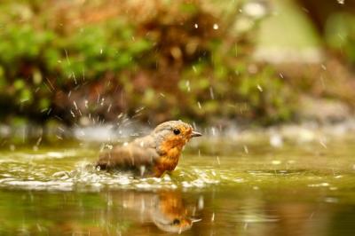 Cute European Robin Bird Swimming in a Lake – Free Stock Photo, Download Free