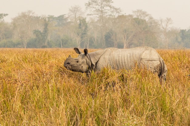 Endangered Indian Rhinoceros Male in Kaziranga National Park – Free Download