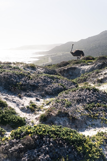 Lone Ostrich in Foggy Hills – Free Stock Photo for Download