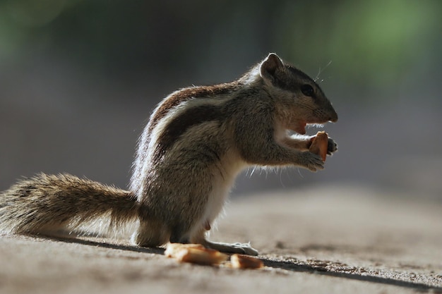 Indian Palm Squirrel Closeup on Concrete Surface – Free Download