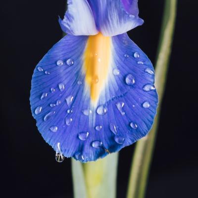 Beautiful Fresh Blue Bloom Petal in Dew – Free Stock Photo for Download