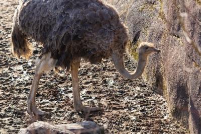 Ostrich Exploring Its Pen at the Zoo – Free to Download