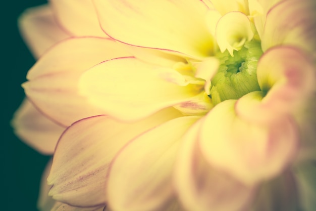 Stunning Close-Up Macro Flower Photography – Free Download