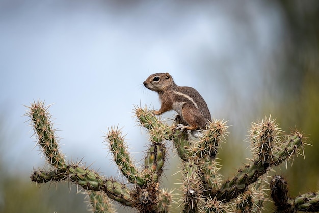 Closeup Shot of a Chipmunk on a Cactus – Free to Download