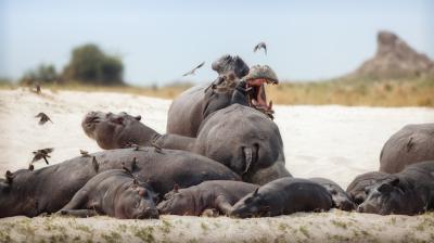 Africa Hippopotamus Amphibius – Free Stock Photo for Download