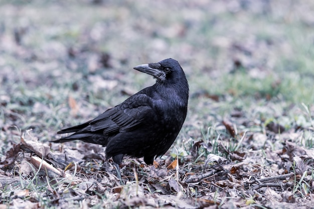 Black Crow on Lush Grass and Leaves – Free Stock Photo for Download