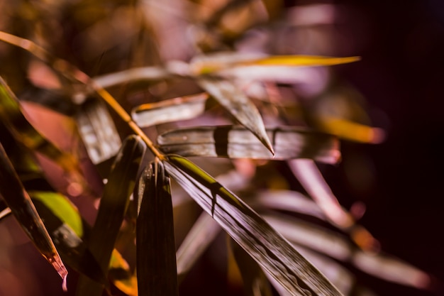 Botanical Bamboo Leaves – Free Stock Photos for Download