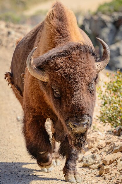 Close-up of an Animal – Free Stock Photo for Download