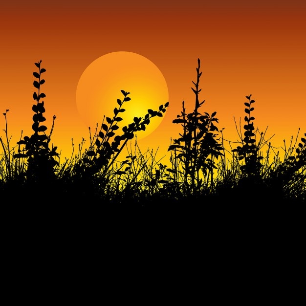 Silhouette of Foliage Against a Sunset Sky – Free Download