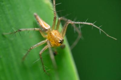 Male Striped Lynx Spider Oxyopes Salticus in Satara, Maharashtra, India – Free Download