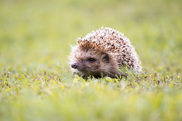 Hedgehog Walking on a Field – Free Stock Photo for Download