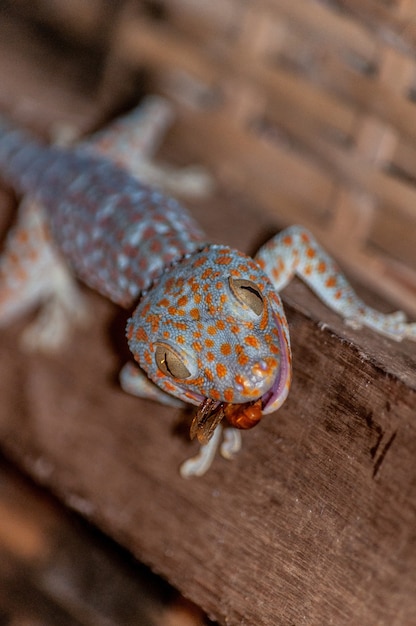 Closeup of a Common Collared Lizard Eating a Dragonfly on Wood – Free Download