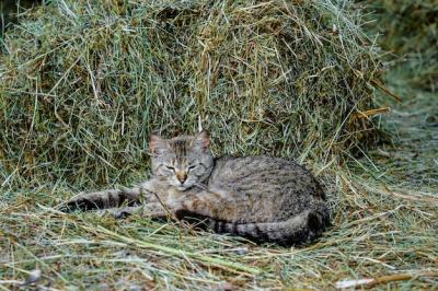 Outbred Gray Cat with Green Eyes Napping in Fresh Hay – Free Stock Photo for Download