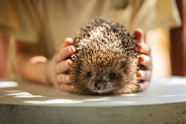 Wild Hedgehog Held by a Child: Adorable Pet Moments – Free Download